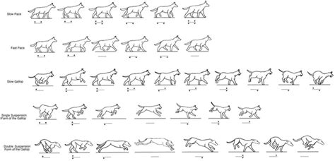 It is good against cavalry. Canine Locomotive Behavior | Veterian Key