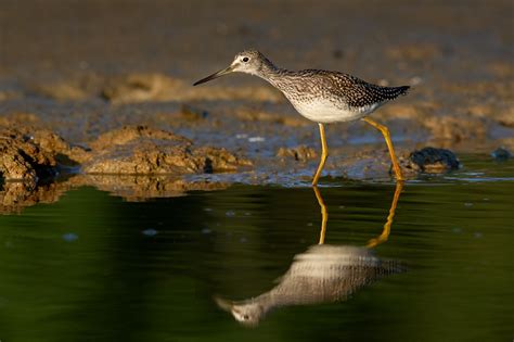 Wading And Shore Birds Rich Parkinson
