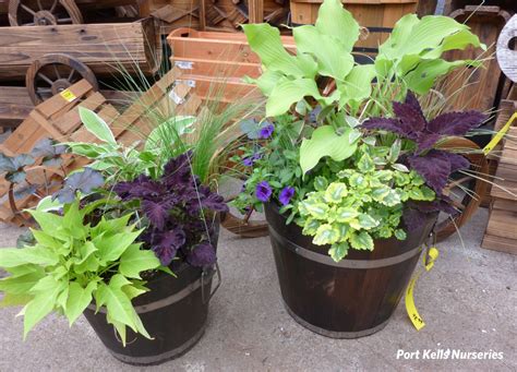 May 18, 2021 · the hot hues of red 'dragon wing' begonias look even brighter next to the cool colors of creeping 'summer wave blue' wishbone flowers. Annual Flower Pot Ideas | Port Kells Nurseries - Garden ...