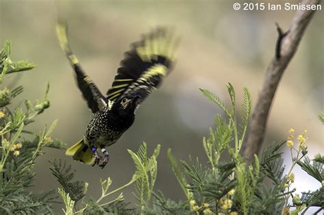 A Passion For Birds Regent Honeyeaters Revisited