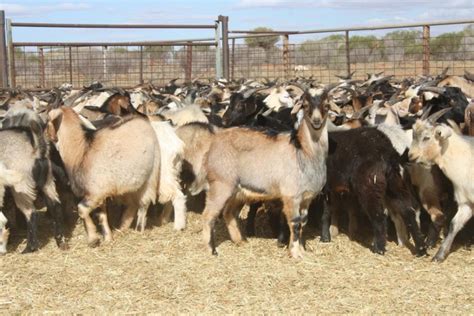 Lot 12 643 Goats Bucks Auctionsplus