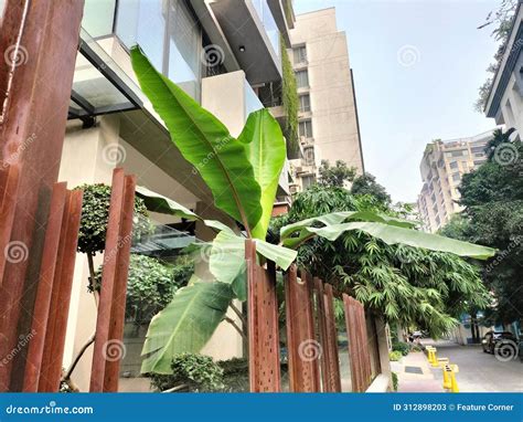 Banana Tree Thriving beside a Roadway in a Modern Smart City