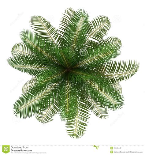 Top View Of Coconut Palm Tree Isolated On White Stock Illustration