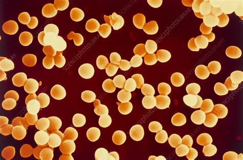Staphylococcus Aureus Bacteria Stock Image B2340074 Science