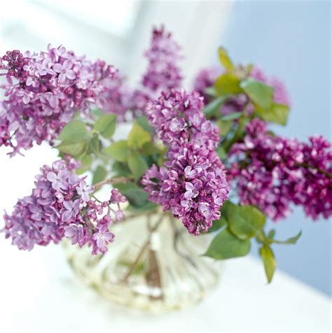This Is The Best Way To Keep Lilacs From Wilting In A Vase Spring Flowering Trees Lilac