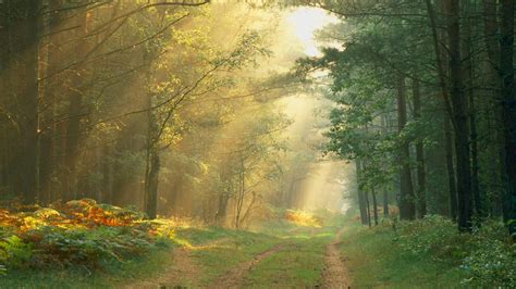 Nature Sun Rays In The Forest Germany Free Wallpaper Viewing Now