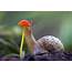 Pin By Trifena Chen On Hermit Snail Ladybug 