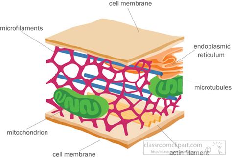 Science Clipart Cytoskeleton Cell Membrane Clipart Classroom Clipart