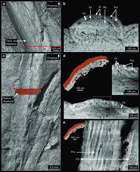 Long bone model, find out more about long bone model. Virtual long bone histology of MPCM-LH-26189 b. a 3D model ...