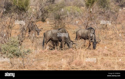 Three Blue Wildebeest Grazing In The Dry Grasslands Of Pilanesberg