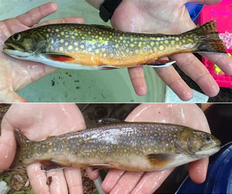 Few Hatchery Brook Trout Genes Present In Pennsylvania Watershed Wild Fish