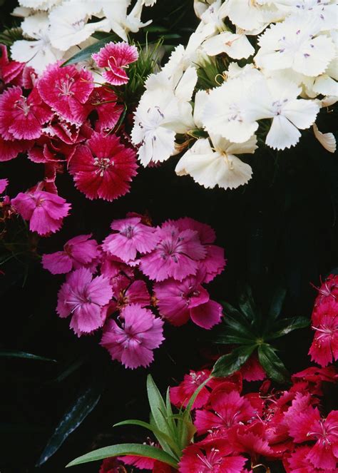 How to prune dianthus for regrowth | eHow UK | Sweet william flowers, Dianthus flowers ...