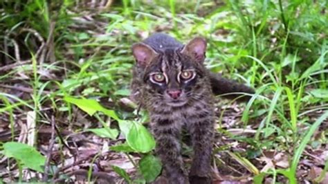 Fantastic Little Known Felines Iriomote Cat Facts Academy Video