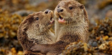 15 otter facts that are otterly amazing the fact site