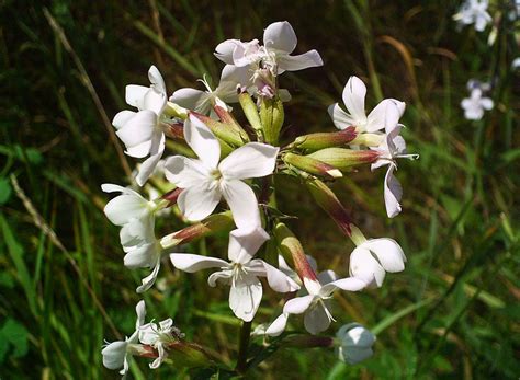 Initially, 20 of the netherlands' most prominent flower growers used the garden to show off their flowers, and the phenomenon took off from there. Bloom Clock/Keys/New Hampshire/October/White Flowers ...
