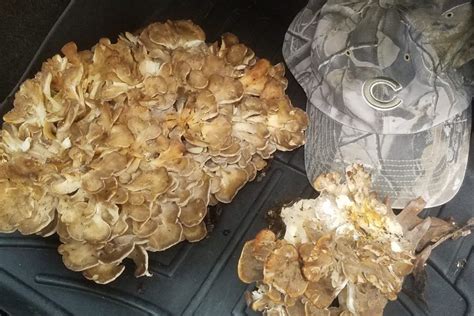 Fall Mushrooms All Mushroom Info