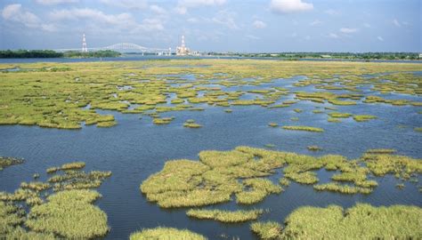 Environmental Problems Associated With Coastal And Inland Wetlands