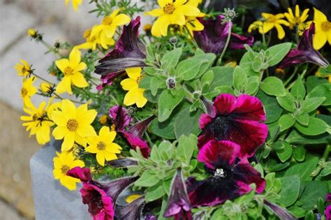 Landscaping With Petunias