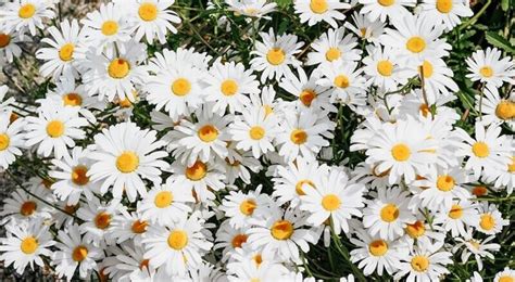 Poems About Daisy The Flower Of Purity