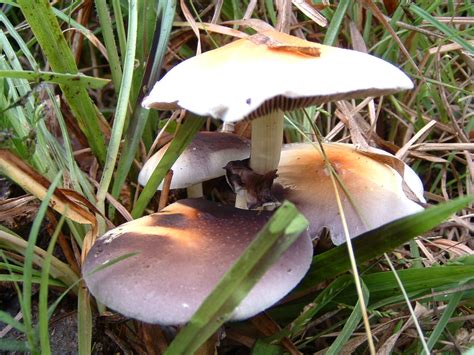 Fall Season Has Begun In Texas With Pics Mushroom Hunting And