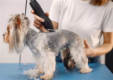 How To Treat Clipper Burn On Dog 3 Easy Steps Petcosset