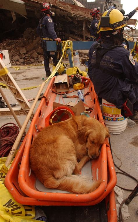 The Last Surviving 911 Search And Rescue Dog Returns To Visit The