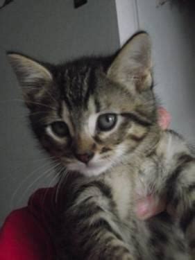 It's just such an obvious name for a tabby cat. Tabby - Grey - M&m - Small - Baby - Male - Cat for Sale in ...