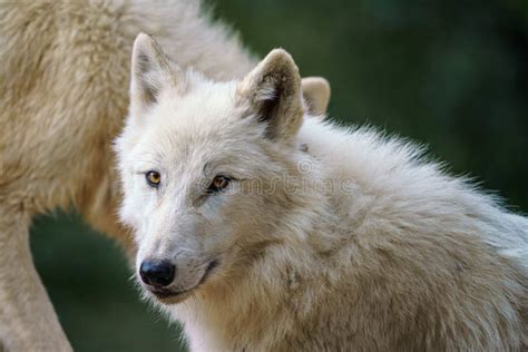 Loup Arctique Canis Lupus Arctos Aussi Connu Sous Le Nom De Loup Blanc