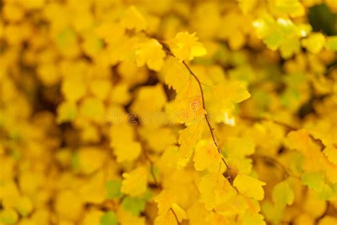 Yellow Fall Leaves On Branch Macro Of Yellow Fall Leaves Stock Image