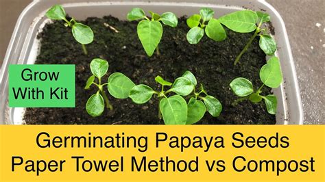 Paper Towel Method Vs Compost Papaya Seed Germination Herbal Plant