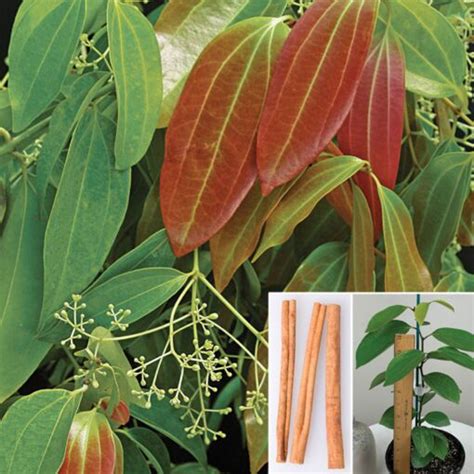 Cinnamon Spice Plant Cinnamomum Zeylanicum