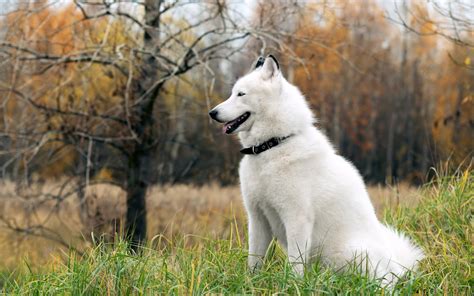 7 Things You Need To Know About The Siberian Husky Animalso