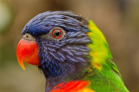 Tropical Lori Bird Colorful Image Free Stock Photo Public Domain