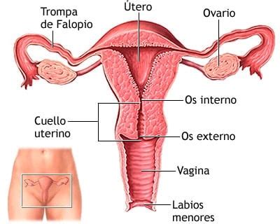 Esquema Del Aparato Reproductor Femenino Interno Curiosoando