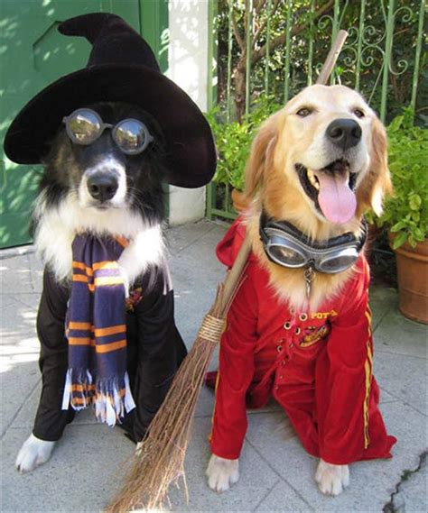 The Best Halloween Costume Ideas For Your Dogs 23 Pics