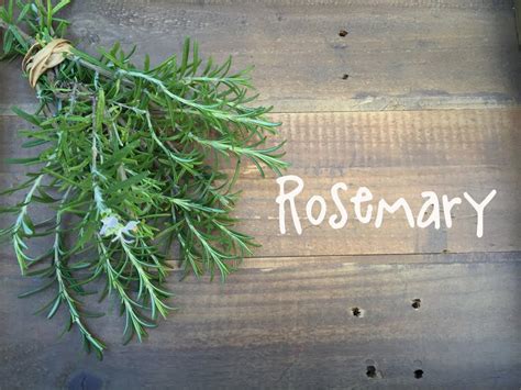Video Learn How To Grow Rosemary