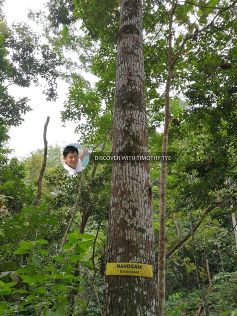 Hit up the keywords 'gunung pulai recreational forest' on waze or google map and you should be able to find your way there. Hutan Lipur Gunung Pulai Recreational Forest, Kulai ...