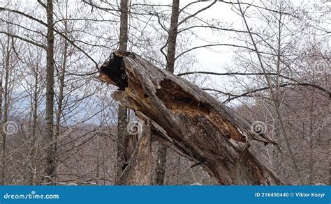 Forest An Old Broken Tree Of A Bizarre Shape Stock Photo Image Of