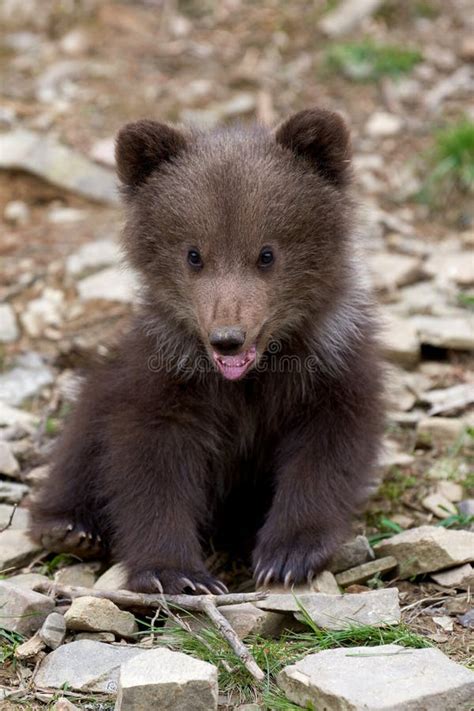 Wild Brown Bear Cub Closeup Stock Image Image Of Cute Portrait