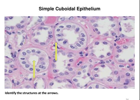 Activity 2 Histology And Integument Simple Cuboidal Epithelium
