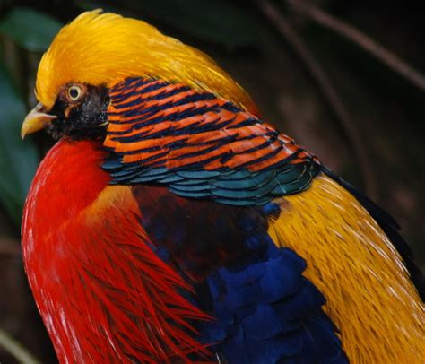 Golden Pheasant Beautiful Bird Basic Facts And Pictures Beauty Of Bird