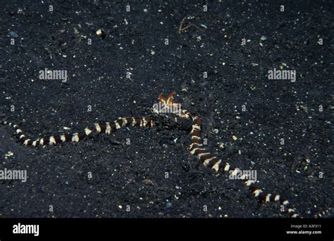 Dangerousseasnakes Hi Res Stock Photography And Images Alamy