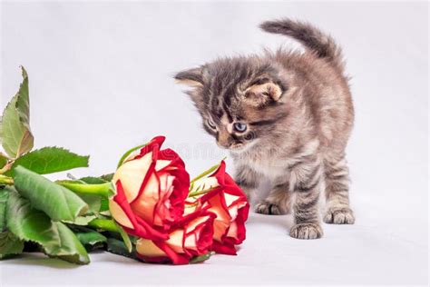 A Little Kitten Looks At The Bouquet Of Red Roses Flowers As A Stock