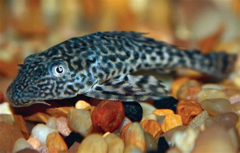 Plecostomus Pleco Fish Care Facts Food And More Petco
