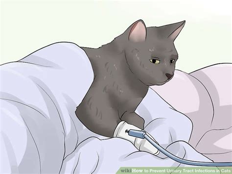 There is a lack of comprehensive treatment guidelines such as those that are available for human medicine. How to Prevent Urinary Tract Infections in Cats: 9 Steps