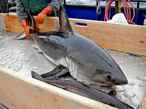Alaska Shark Research Noaa Fisheries