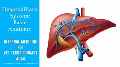 Hepatobiliary Anatomy System Basic Medicine Internal Vet