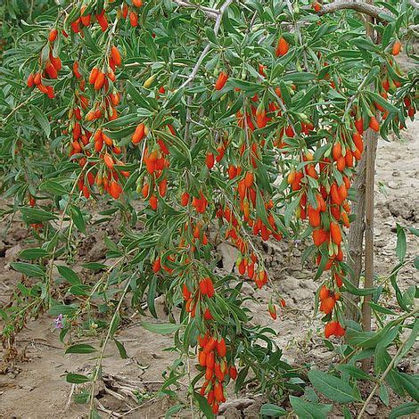 The stems tend to grow long and trailing so a trellis or arbor is recommended. Goji Berry 'Synthia' plants | Thompson & Morgan