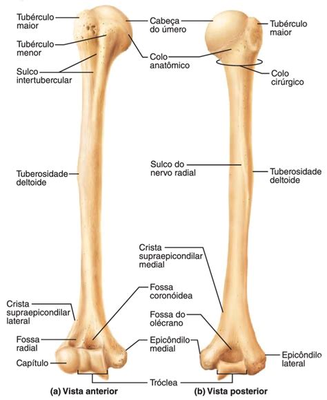 Mero Anatomia I