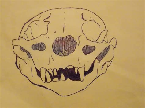 Otter Skull Front View By Blakeandy On Deviantart